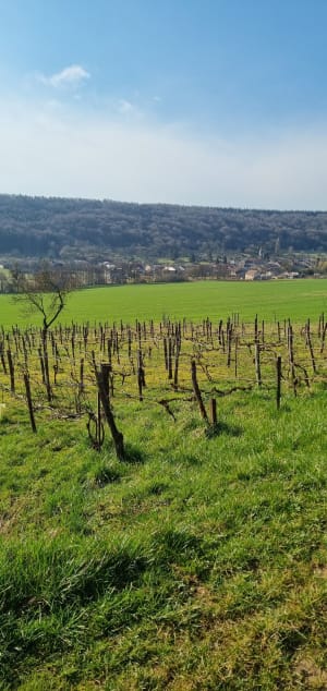 La côte Saint-Germain à Dun-sur-Meuse - Dun-sur-Meuse - 3