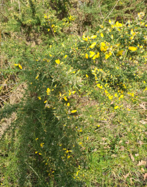 Petite balade au plateau des Landes - Blendecques - 6