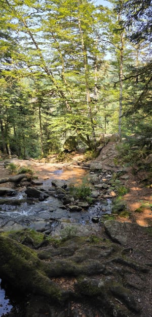 Les cascades du Tendon - Le Tholy - 4