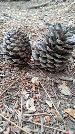 Balade en forêt à Figanières - Figanières - 5