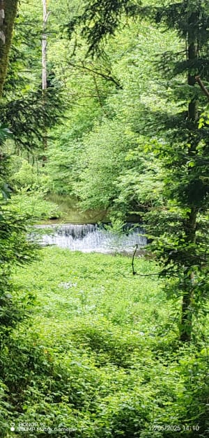 Campagne et forêt, par Las Combetas, au départ de Vabre - Vabre - 7