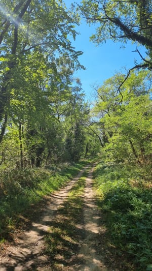 Boucle Saint-Marcellin-en-Forez - La Roche - Saint-Marcellin - Sandra - 2
