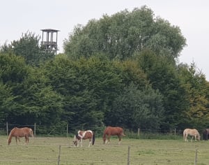 Balade dans la campagne de Vred Flines et Lallaing - Nathalie - 6