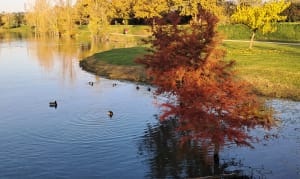 Tour du lac de Beaupuy à Marmande - Beaupuy - 14