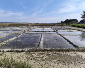 Balade dans les Marais salants de Guérande à Batz-sur-Mer - Batz-sur-Mer - 6
