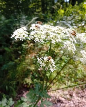 Calme balade à Ronchamp et forêt enchantée des Vosges - Ronchamp - 5