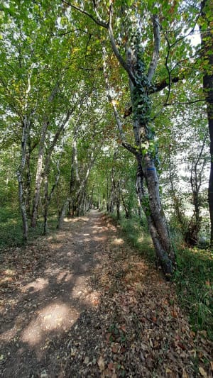 Saint-Thomas, par Saint-Just et Piquepoul - Guillaume - 5