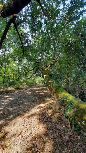 Saint-Thomas, par Saint-Just et Piquepoul - Guillaume - 6