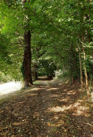Saint-Thomas, par Saint-Just et Piquepoul - Guillaume - 7