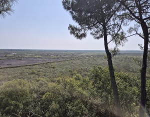 De l'étang de Lacanau à celui du Cousseau - Lacanau - 7