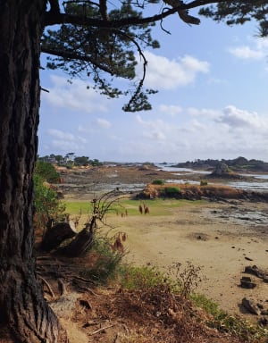 Bréhat, île aux fleurs et paradis micro-méridional - île-Bréhat - 12