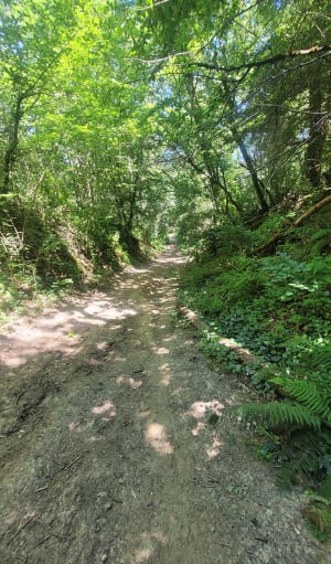 Balade dans la campagne et les bois depuis Pechbusque - Pechbusque - 11