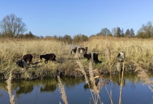 Etang de Romelaëre et niche faunistique - Clairmarais - 34