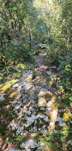 Balade entre dolmens et cèdres sur les hauts de Barjac - Barjac - 7