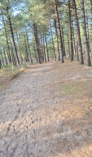 Boucle depuis Quend vers le sentier des Crocs - Quend - 16