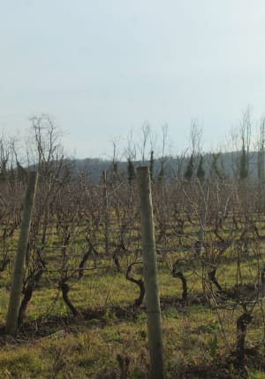 Petite balade dans les vignes de Chessy - Lydia - 8