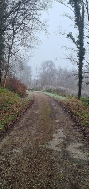 Bol d’air frais dans la forêt d'Eu et spectacle de la faune - Ponts-et-Marais - 3