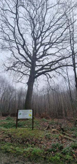 Bol d’air frais dans la forêt d'Eu et spectacle de la faune - Ponts-et-Marais - 4