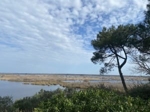 Réserve de l'étang de Cousseau entre faune et panoramas - Marmande, Lacanau - 7