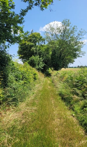 Chemin des digitales en forêt de Secondigny - Secondigny - 7