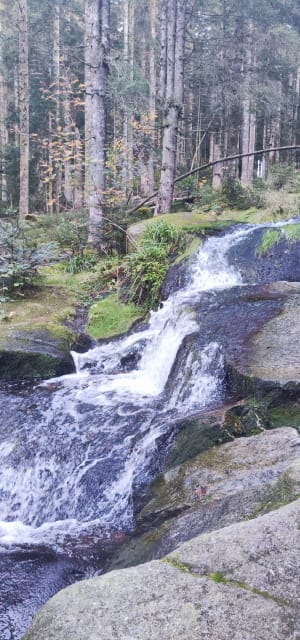 Saut de la Bourrique et Tête de Mérelle à Géradmer - Gérardmer - 51