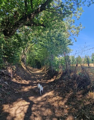 Chemin des Tisserands depuis le Pont Grat - Athis-Val de Rouvre - 2