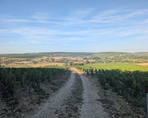 Vignoble de Chablis et crus aux mille et une saveurs - Chablis - 3