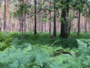 Grande randonnée en forêt de Rambouillet - Rambouillet - 15