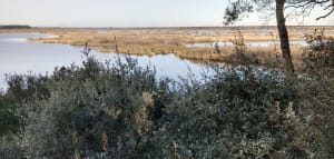 Réserve de l'étang de Cousseau entre faune et panoramas - Marmande, Lacanau - 10