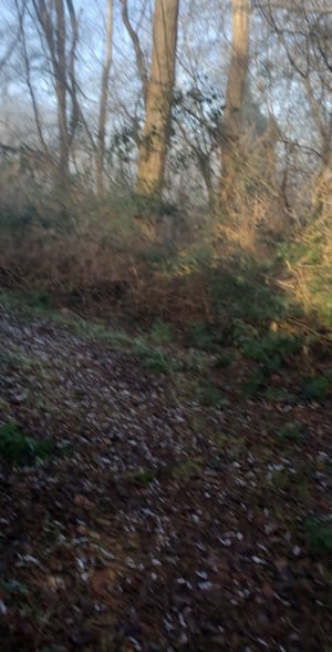 Sentier du Mont Courel - Berville-sur-Mer - 5
