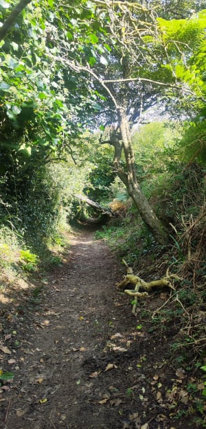 Balade du Cap Rozel - Le Rozel - 11