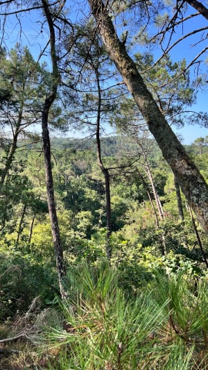 Forêt et chemin forestier au départ du lac Léon - Alain - 9