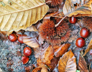 Forêt du Rocher de Saulx - Saulx-les-Chartreux - 12