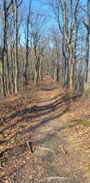Góra  Cergowa. Trasa z Lubatowej przez Złotą Studzienkę - Lubatowa - 9