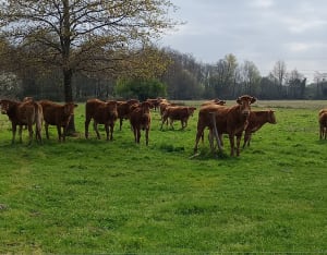 Balade girondine et douce évasion champêtre - Braud-et-Saint-Louis - 2