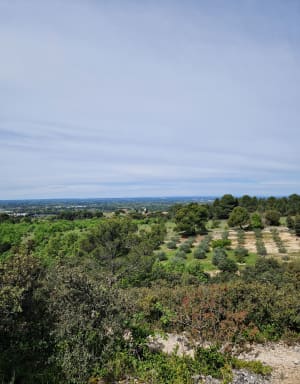 Randonnée dans la pinède autour de Lagnes - JEANNE - 4