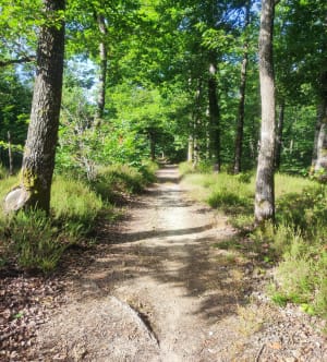 Balade au Bois du Mortier et campagne autour de Nouzilly - Flo Phi - 6