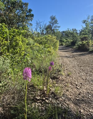 De La Valentine à Gréasque par la forêt - Saint-Savournin - 4