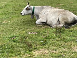 Het Bénou-plateau en zijn prachtige weilanden - Bilhères, Arudy - 16