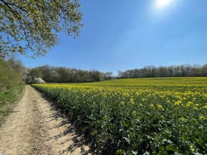 Bois du Roi et la Vallée aux Loups - Fabrice - 8
