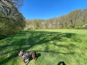 Bois du Roi et la Vallée aux Loups - Fabrice - 9