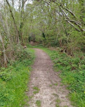 Bois d’Angerville à Saint-Maclou-La-Brière - Saint-Maclou-la-Brière - 6
