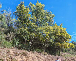 Tanneron en zijn wandeling door het hart van de mimosa's - Mandelieu-La Napoule - 47