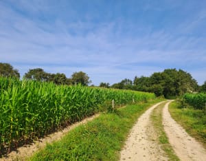 Balade dans la forêt de Vigneux de Bretagne - Vigneux-de-Bretagne - 6