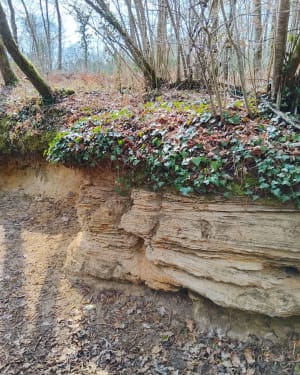 Dans la réserve géologique de Saucats - La Brède - Véronique - 7