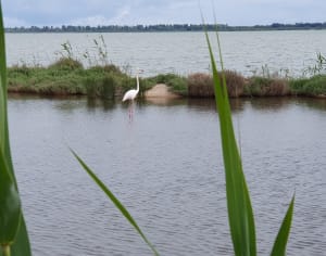 Mauguio en een verrijkende reis naar de rand van de Etang de l'Or - Mauguio - 8