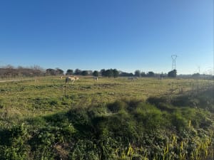 Entre Rodilhan et Bouillargues, balade dans les vignes - Bouillargues - 13