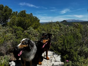 Sur les hauteurs de Simiane - Simiane-Collongue - 6