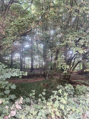 Bois des Cinq Tailles - Norlan - 14