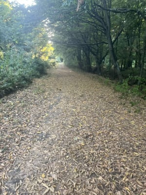 Bois des Cinq Tailles - Norlan - 15